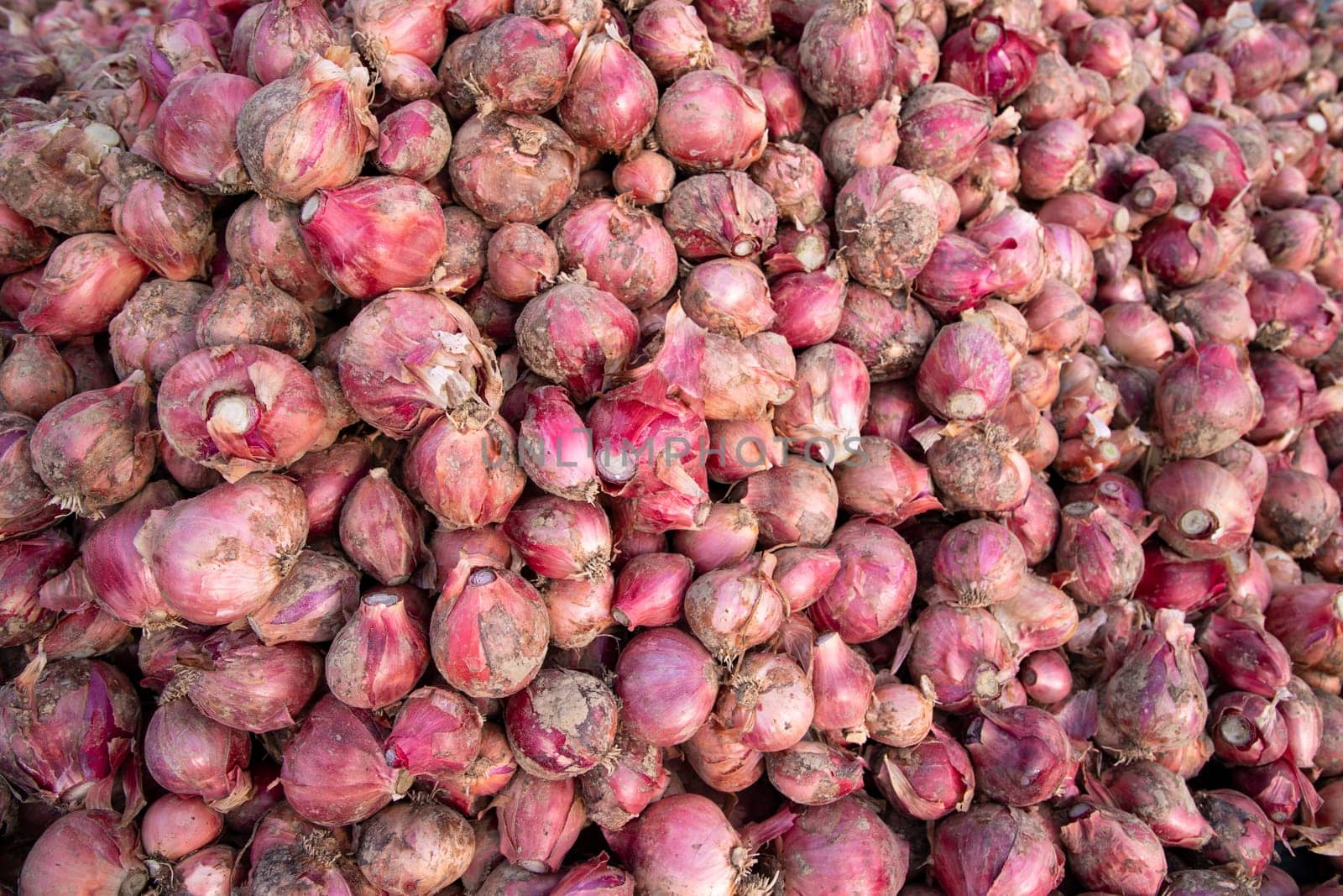 Red onion or Shallots for sale in the market, Bangladesh. Selective focus