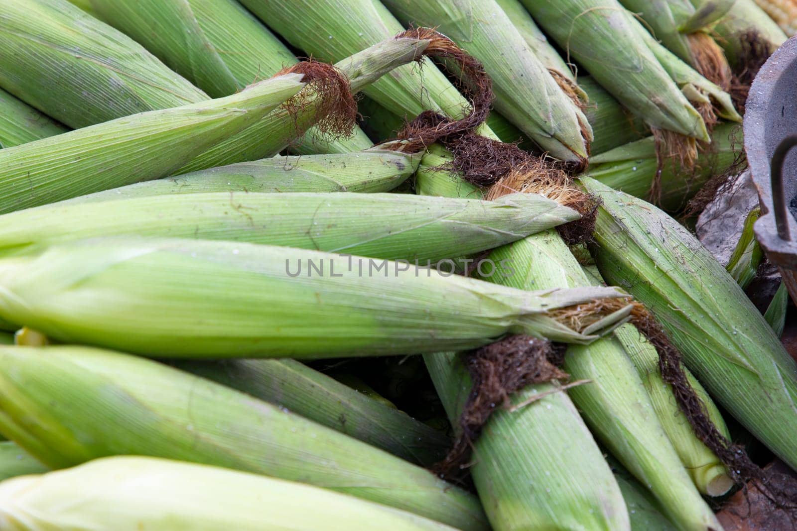 Fresh corn cob and green leaves' background texture