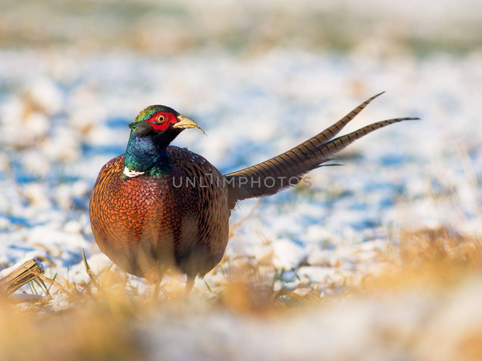 Close up photo of Common Pheasant, Phasianus colchicus on snow in sunny winter day.