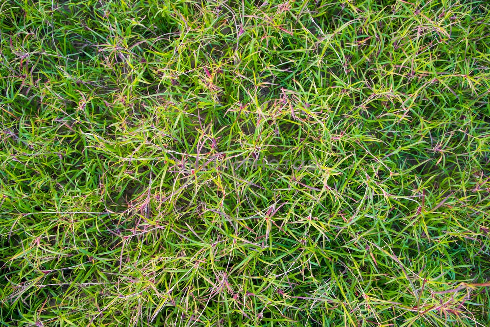 Evergreen grass  pattern texture  can be used as a background wallpaper