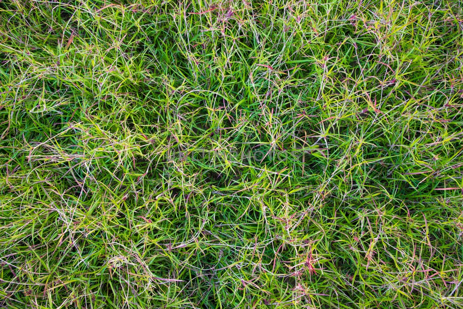 Evergreen grass  pattern texture  can be used as a background wallpaper