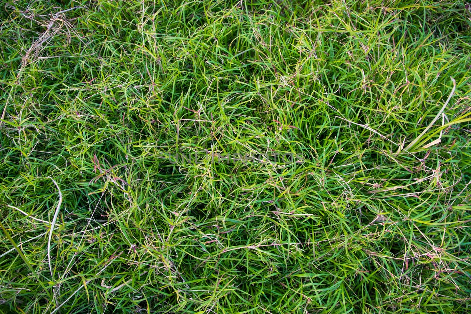 Evergreen grass  pattern texture  can be used as a background wallpaper