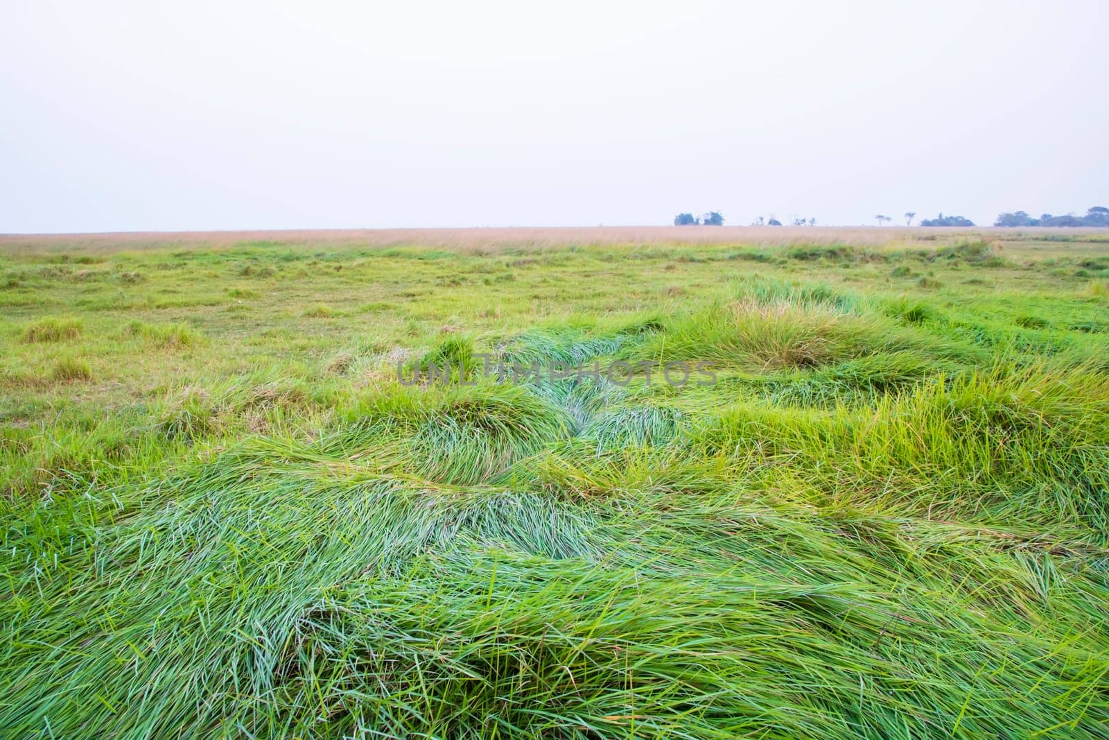 Green long grass in the field natural greenery landscape view