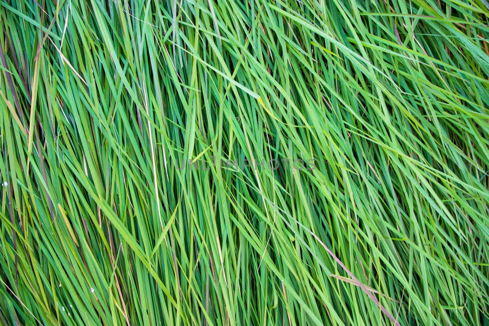 Close-up Green long grass pattern texture can be used as a natural background wallpaper