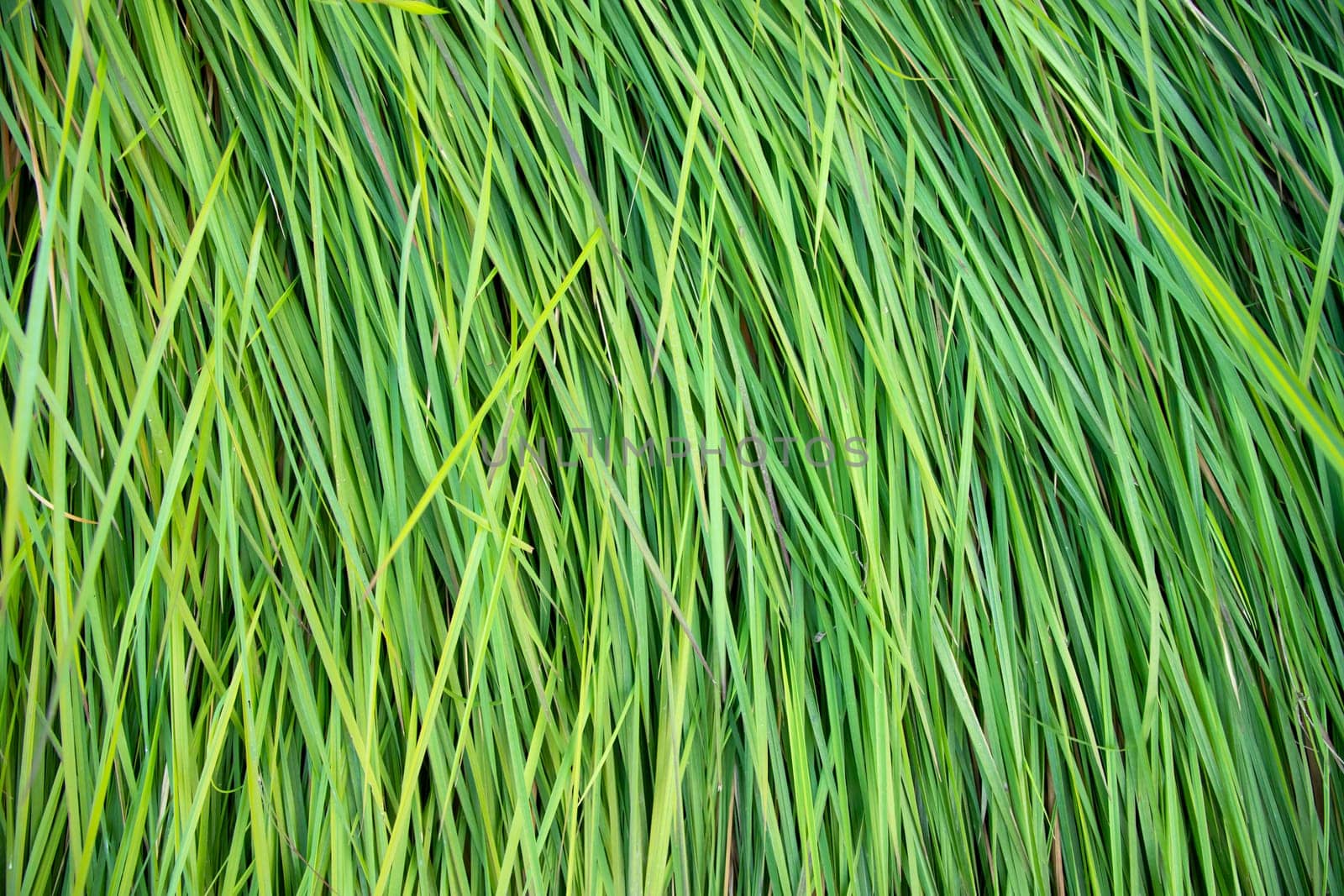Close-up Green long grass pattern texture can be used as a natural background wallpaper
