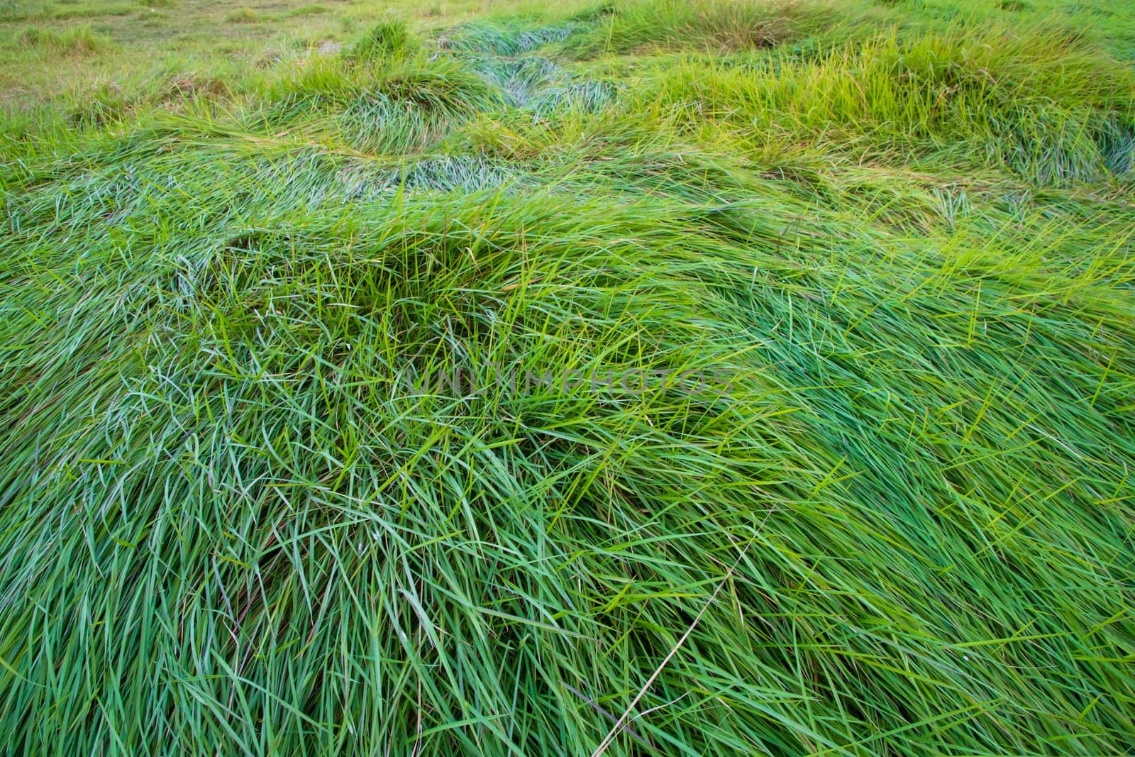 Close-up Green long grass pattern texture can be used as a natural background wallpaper