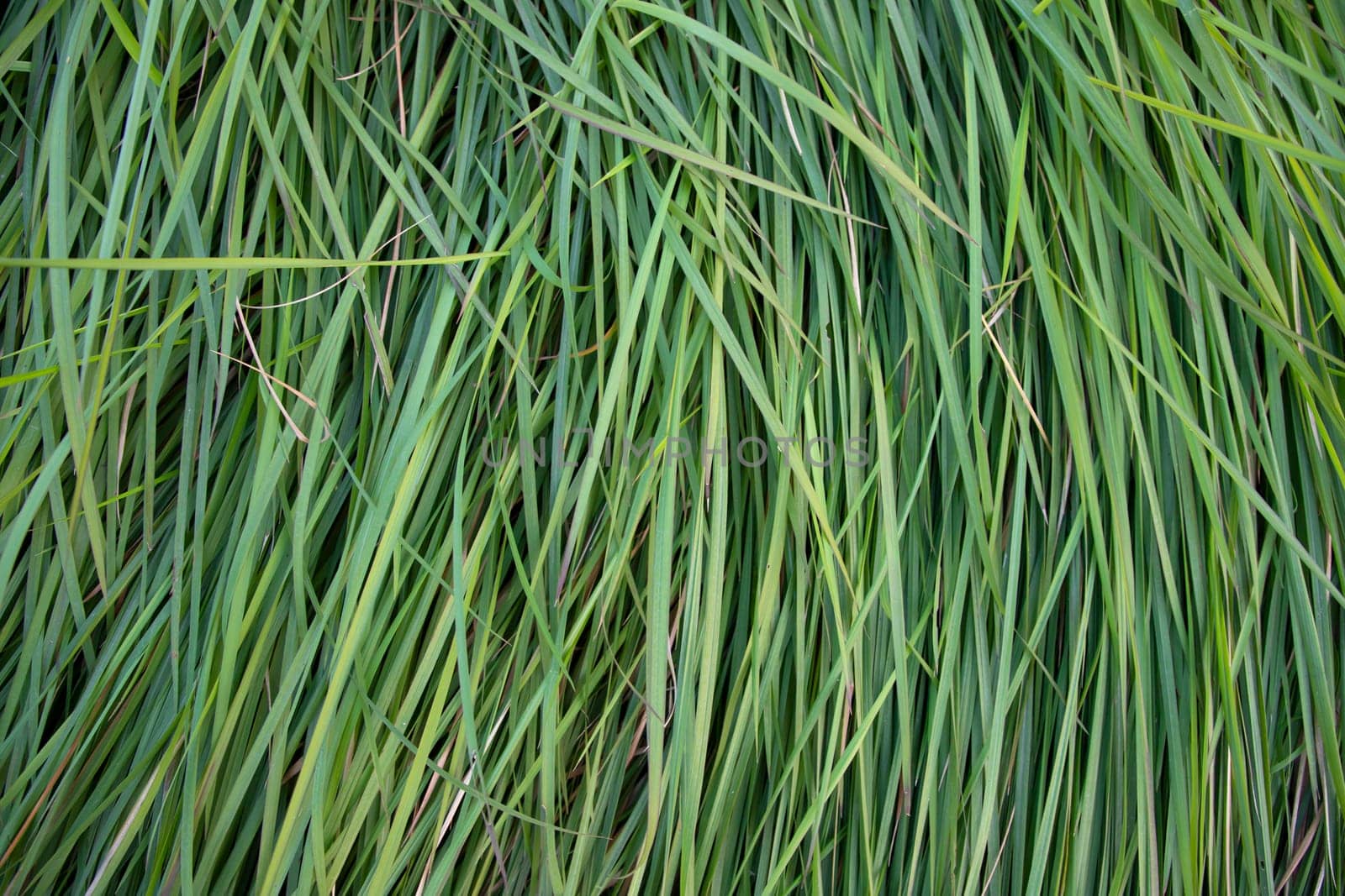 Close-up Green long grass pattern texture can be used as a natural background wallpaper