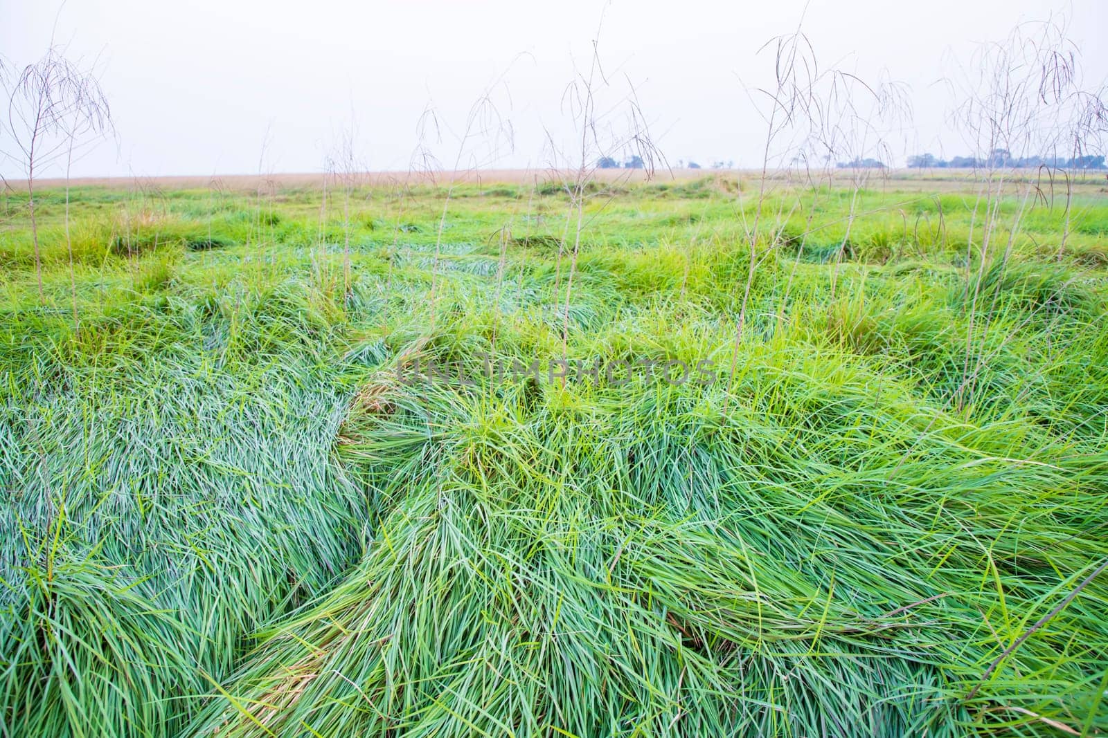 Green long grass in the field natural greenery landscape view