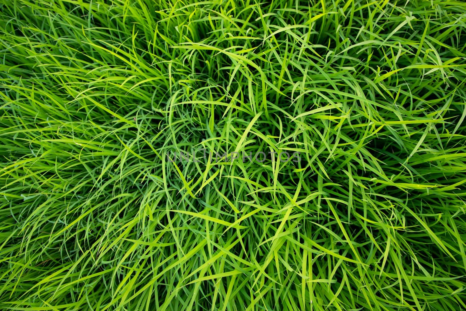Green Rice seedlings plant texture background wallpaper