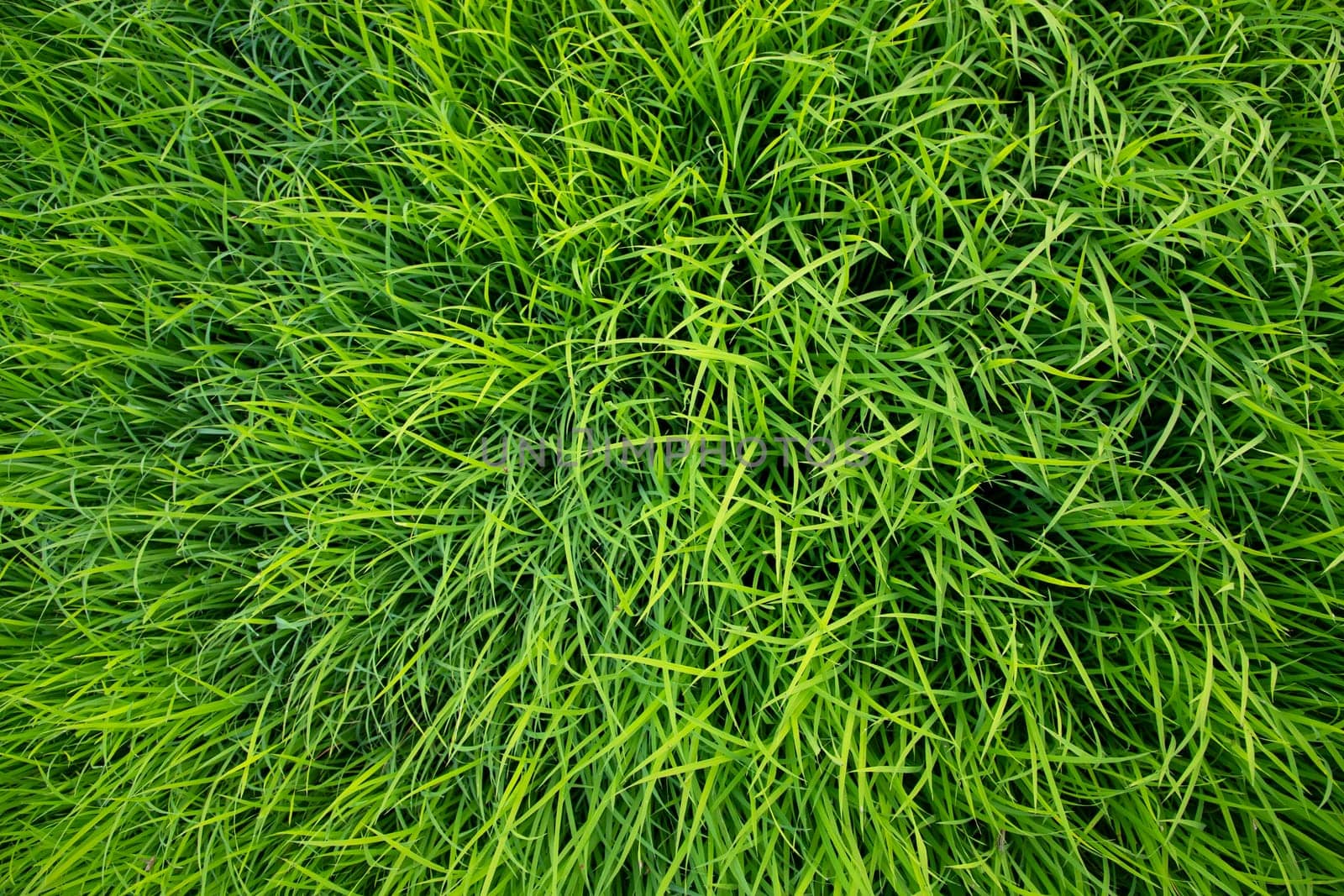 Green Rice seedlings plant texture background wallpaper