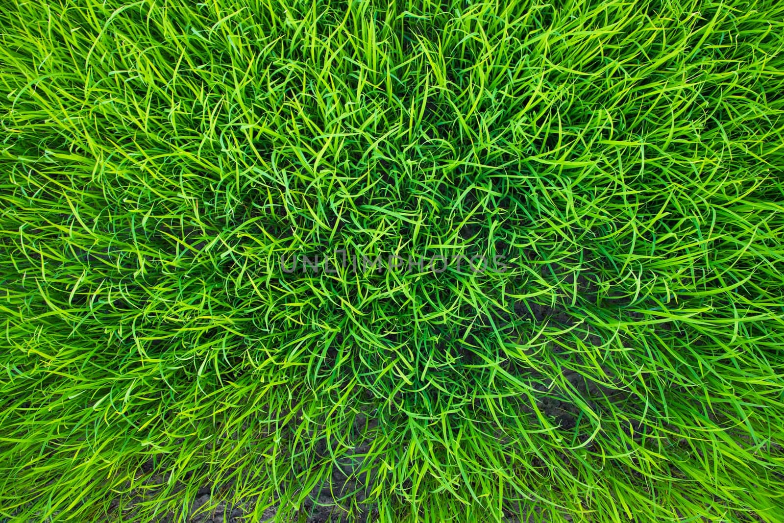 Green Rice seedlings plant texture background wallpaper