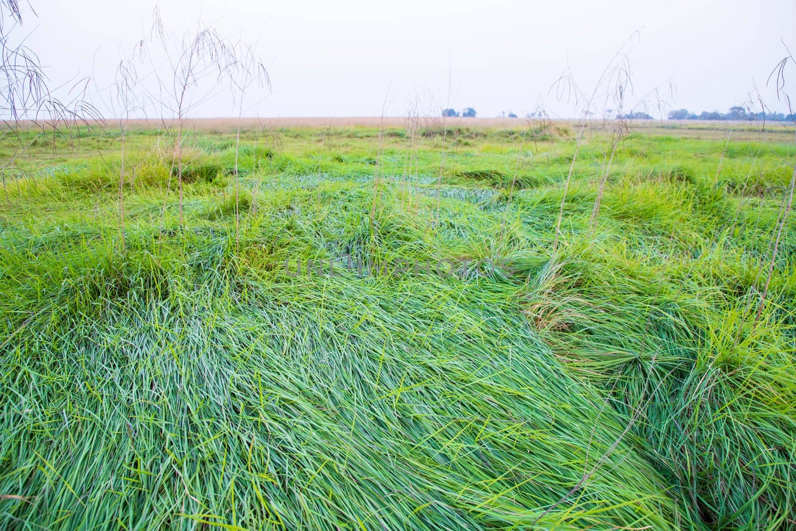 Green long grass in the field natural greenery landscape view