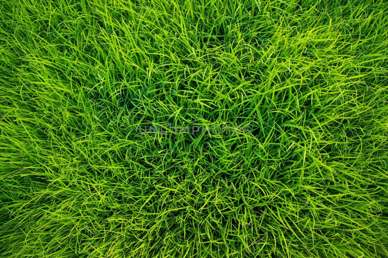 Green Rice seedlings plant texture background wallpaper