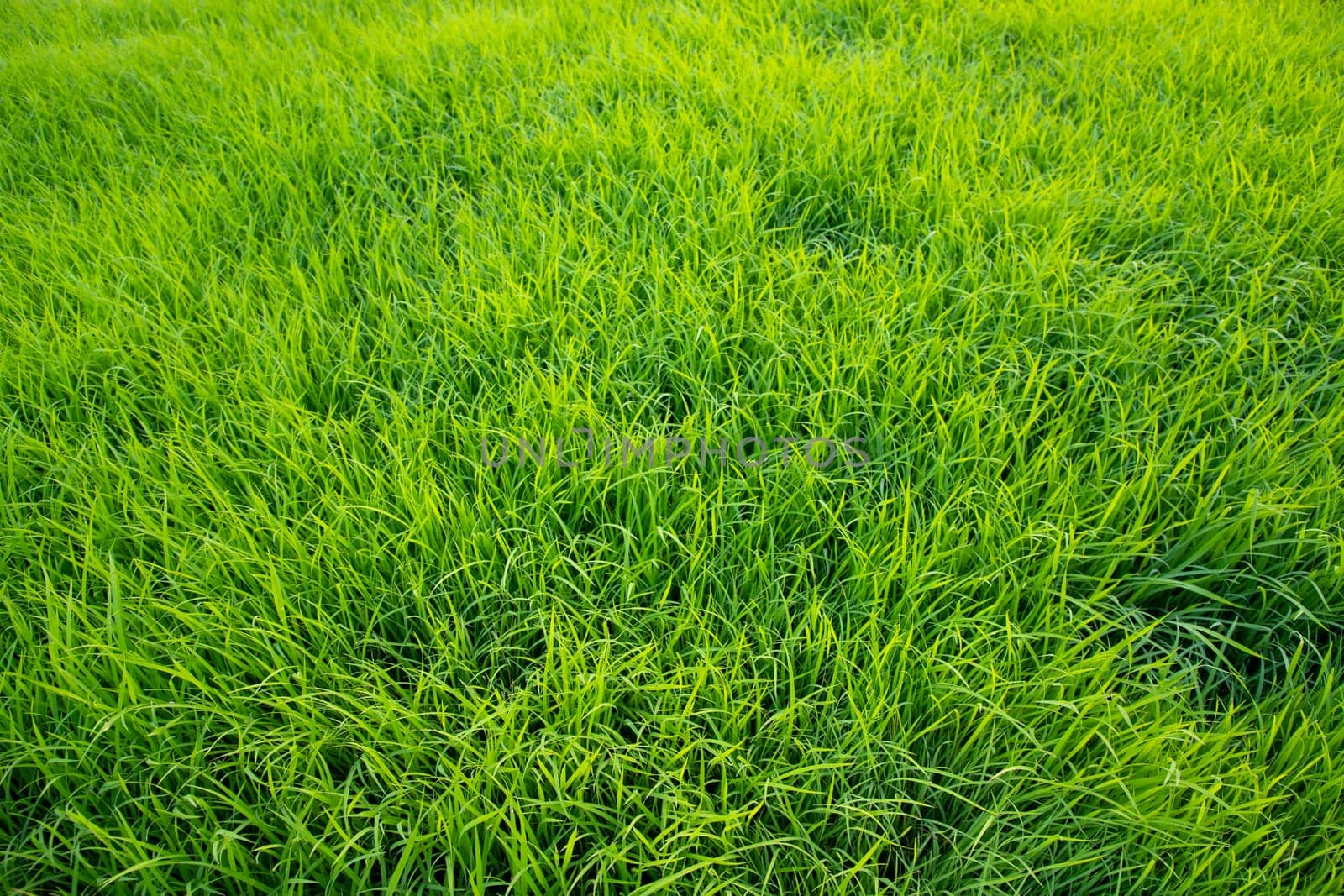 Green Rice seedlings plant texture background wallpaper