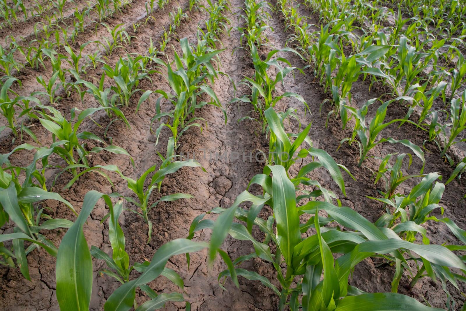 Green corn field in growth at agricultural field, Agriculture concept