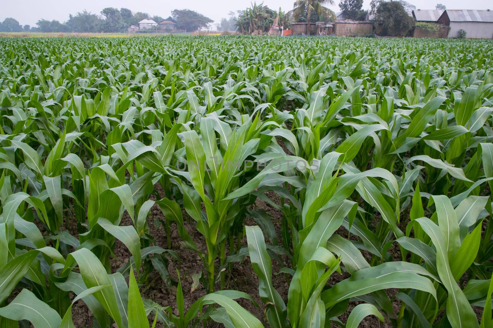 Young green corn plants growing in the field, closeup view