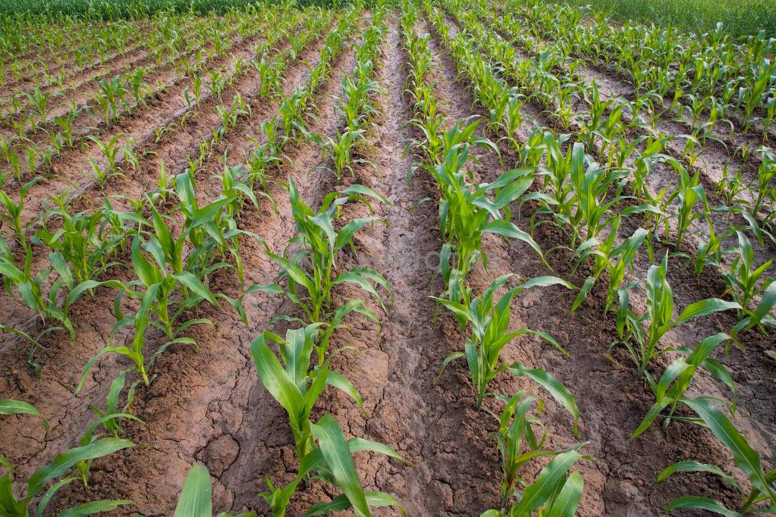 Green corn field in growth at agricultural field, Agriculture concept