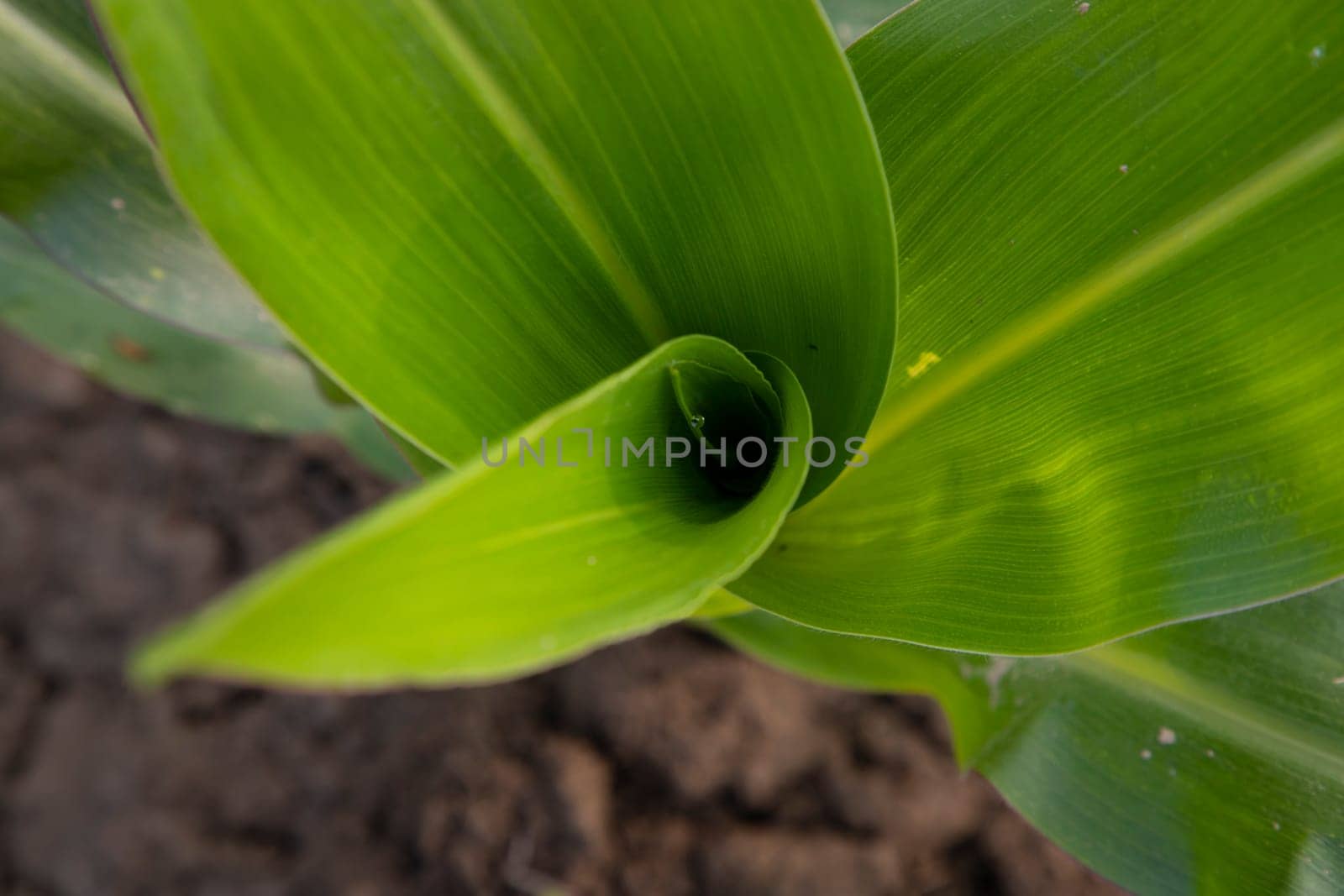 Green Young Corn Tree  Close-up focus in the agriculture field