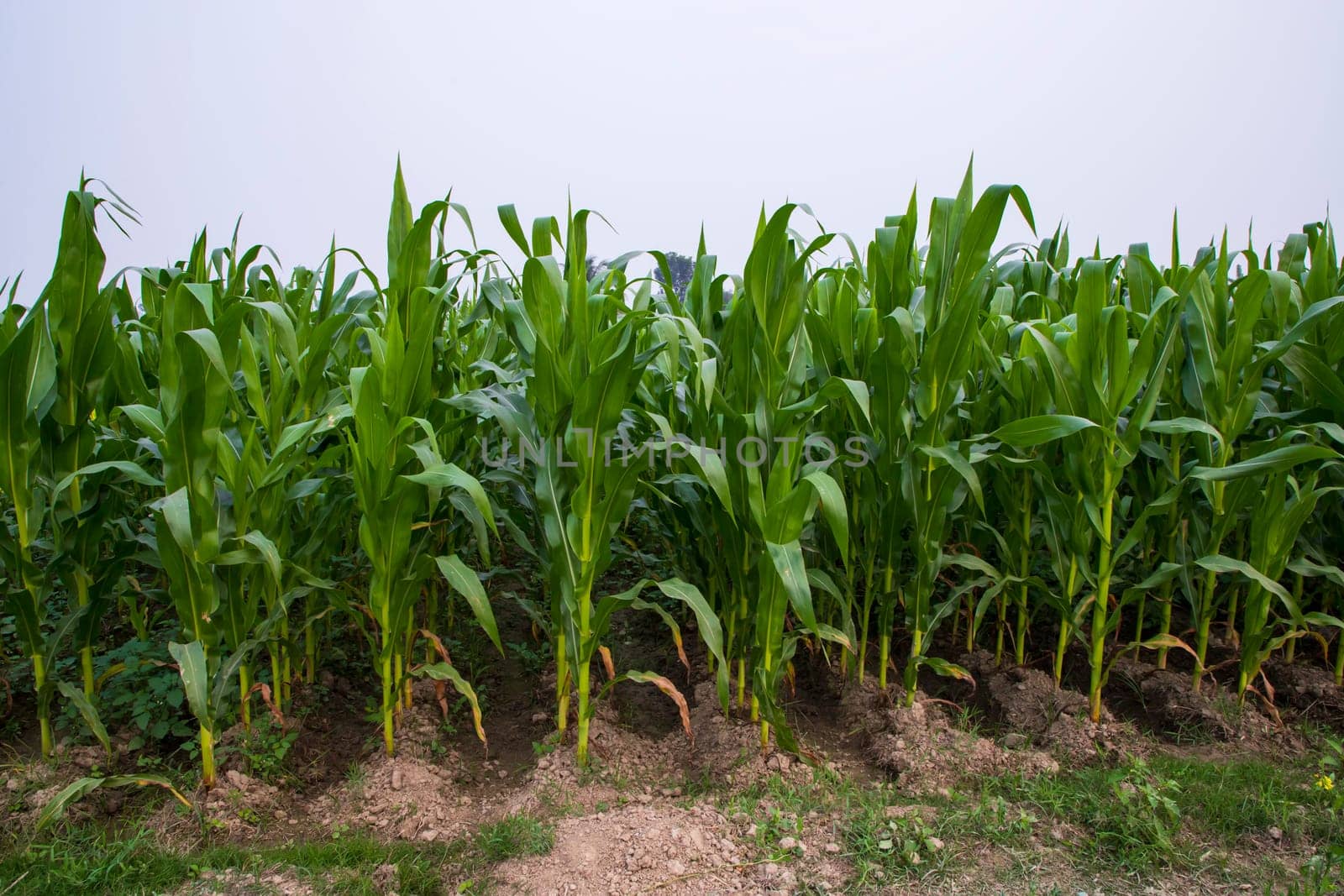Green corn field in growth at agricultural field,Agriculture concept