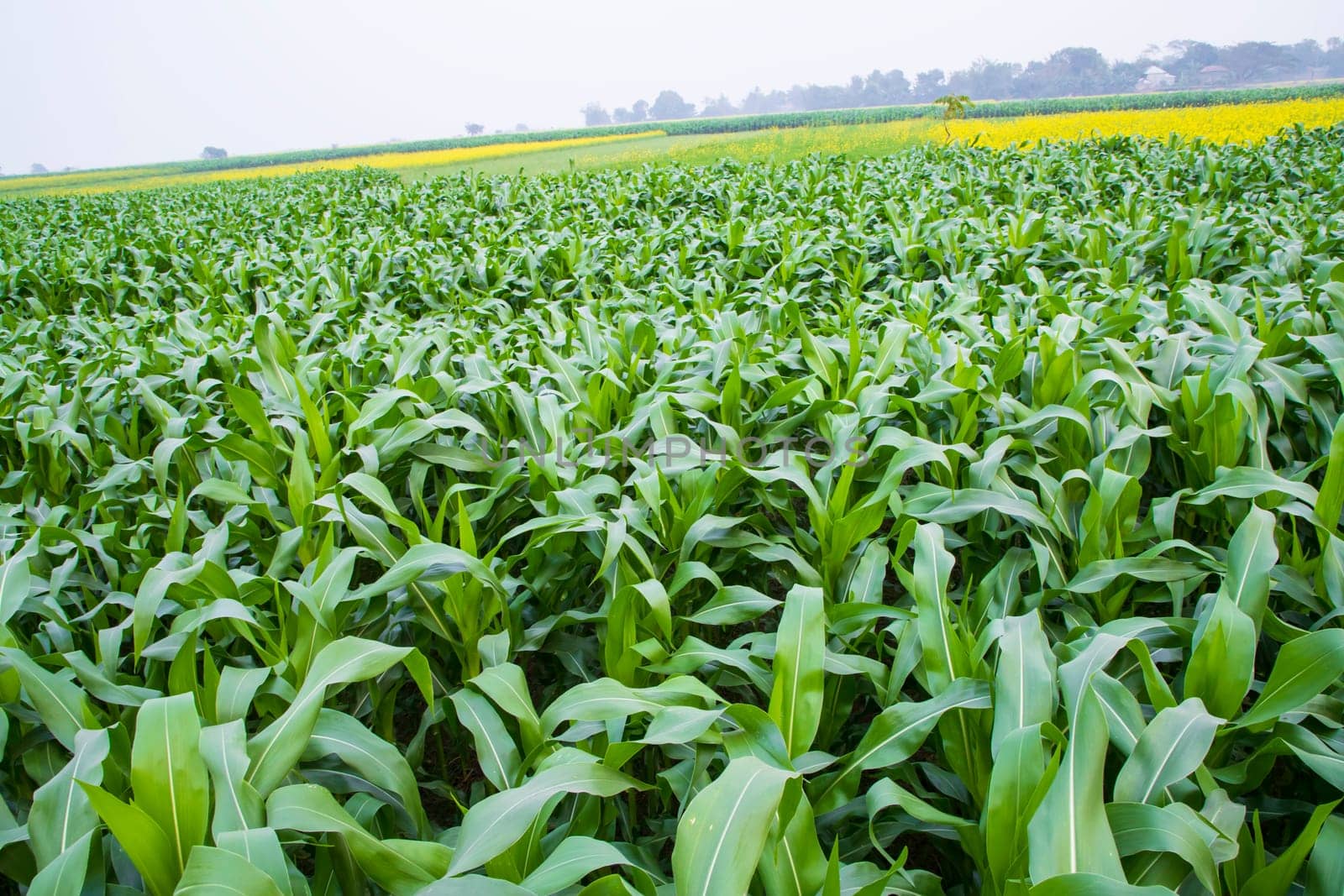 corn field with green leaves, closeup of photo with selective focus