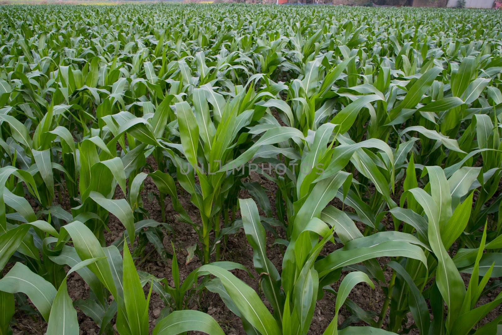 Young green corn plants growing in the field, closeup view