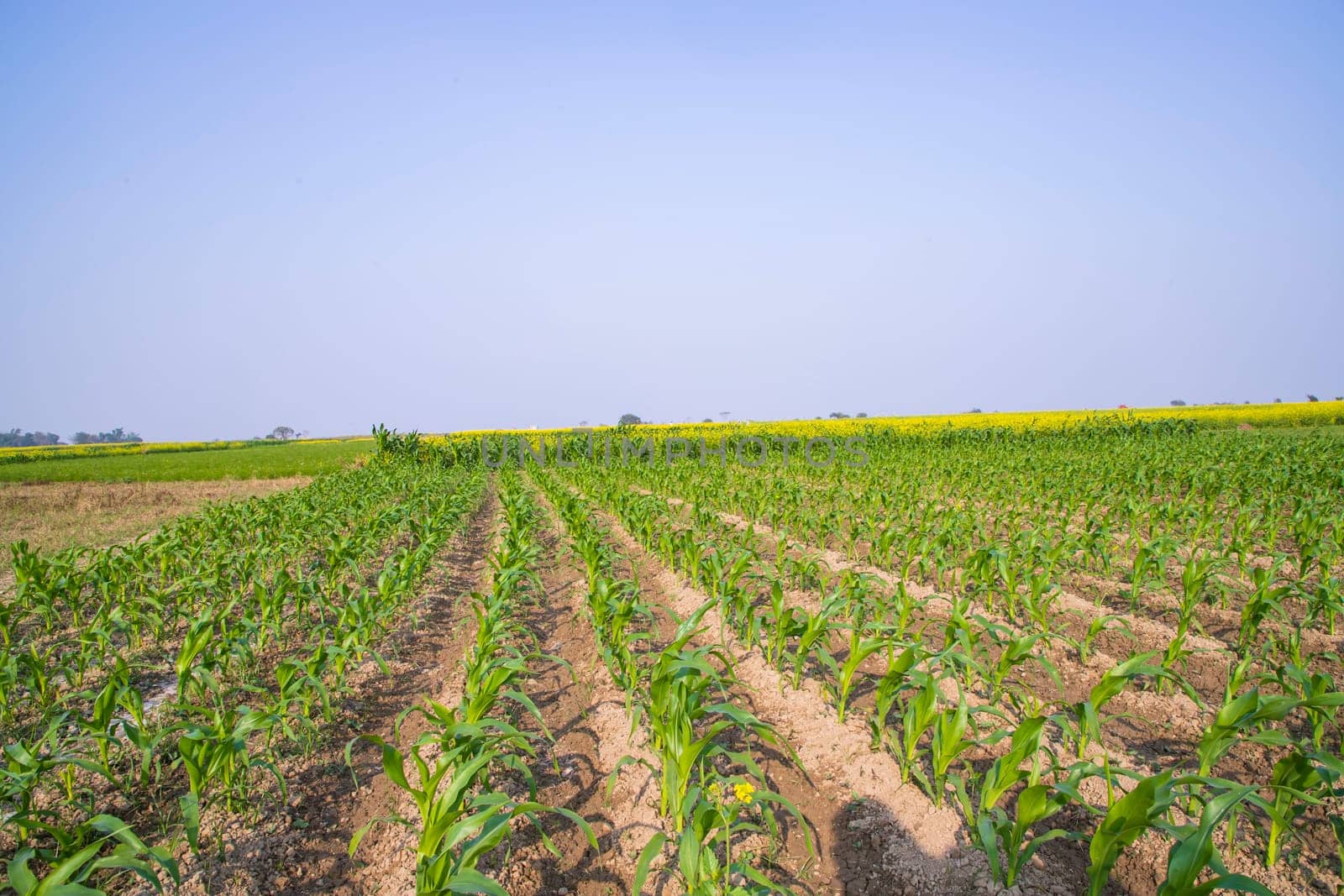Green corn field kale in growth at agricultural field with blue sky , Agriculture concept