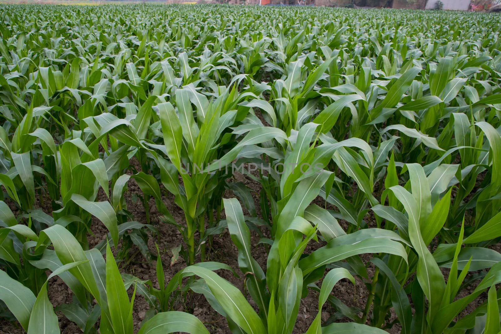 Young green corn plants growing in the field, closeup view