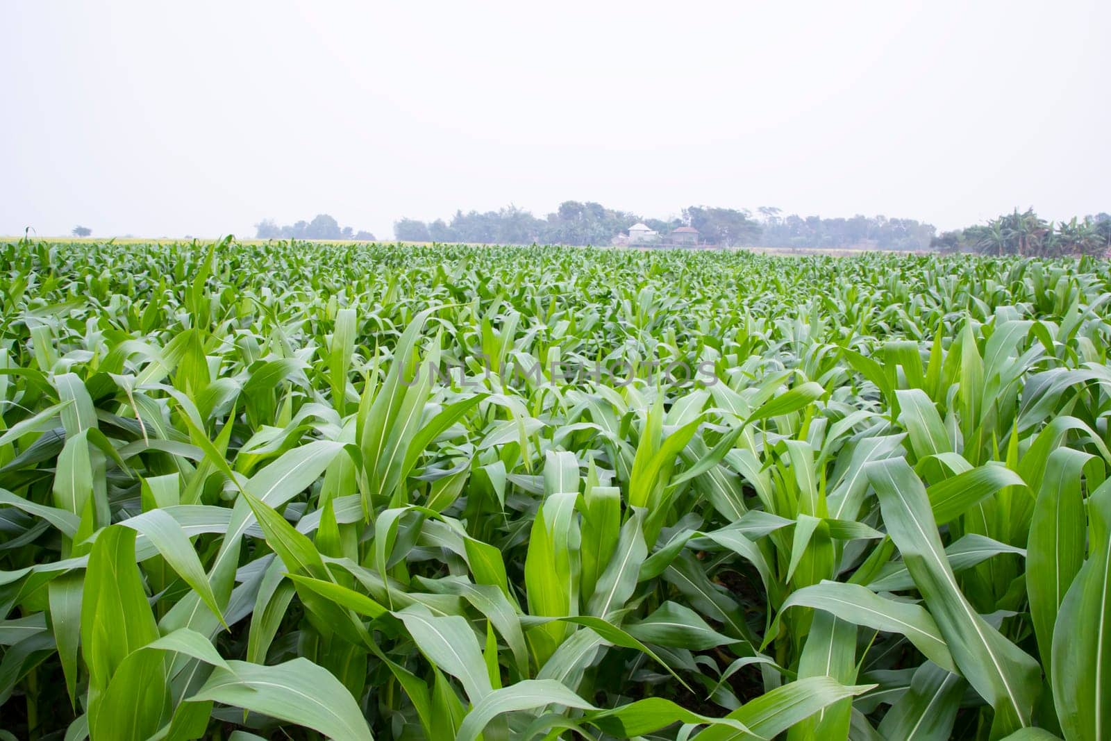 corn field with green leaves, closeup of photo with selective focus