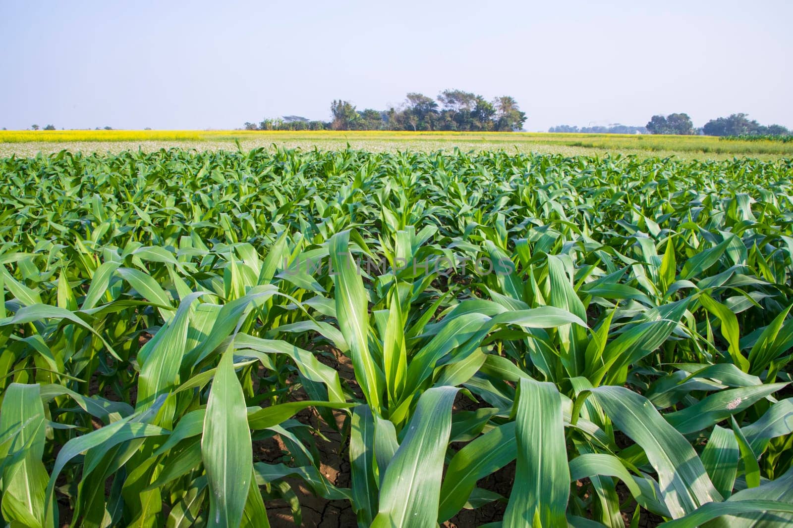 corn field with green leaves, closeup of photo with selective focus