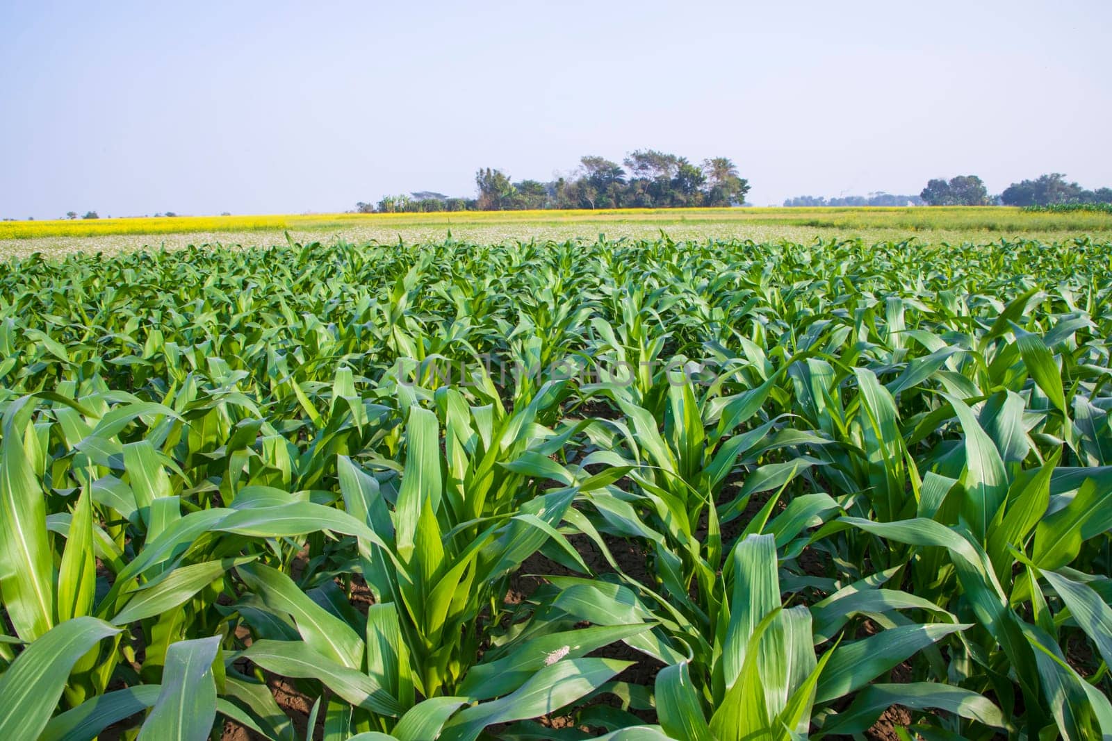 corn field with green leaves, closeup of photo with selective focus