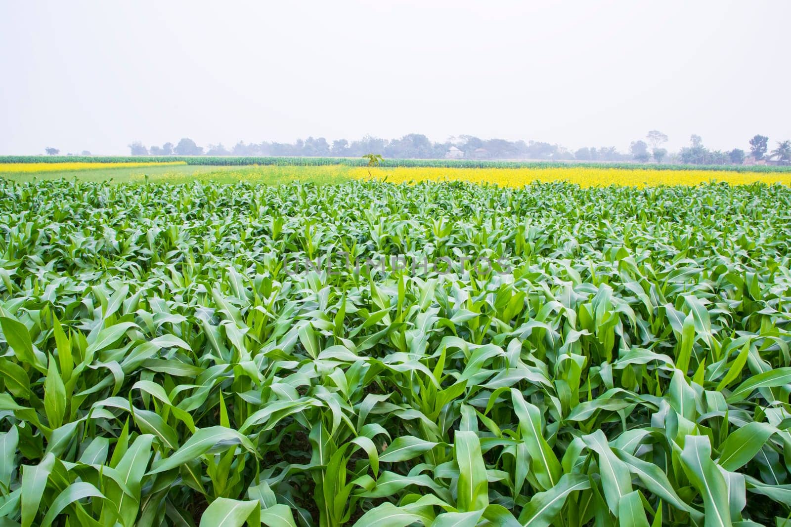corn field with green leaves, closeup of photo with selective focus