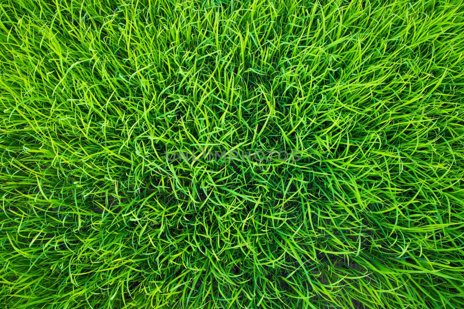 Green Rice seedlings plant texture background wallpaper