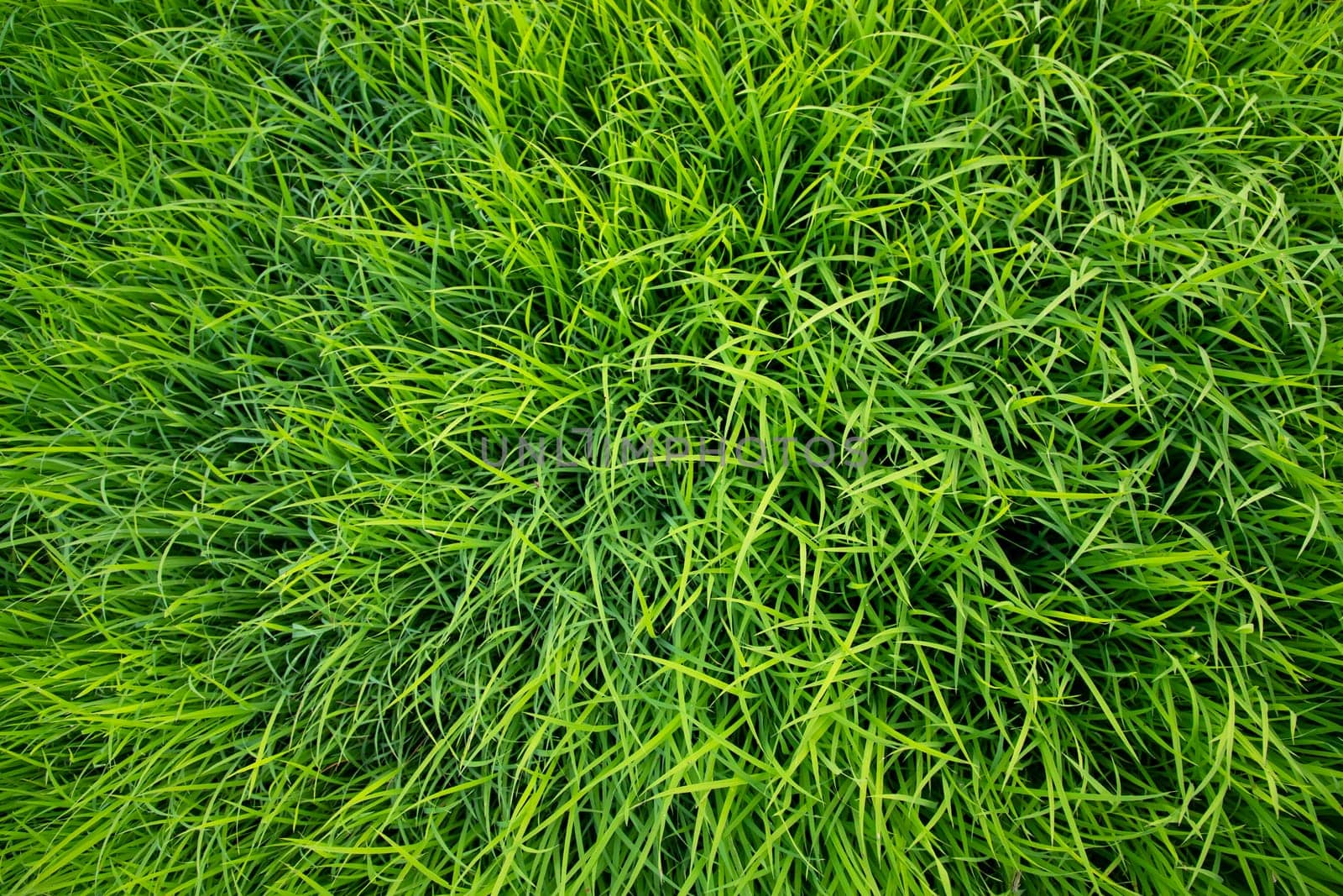 Green Rice seedlings plant texture background wallpaper