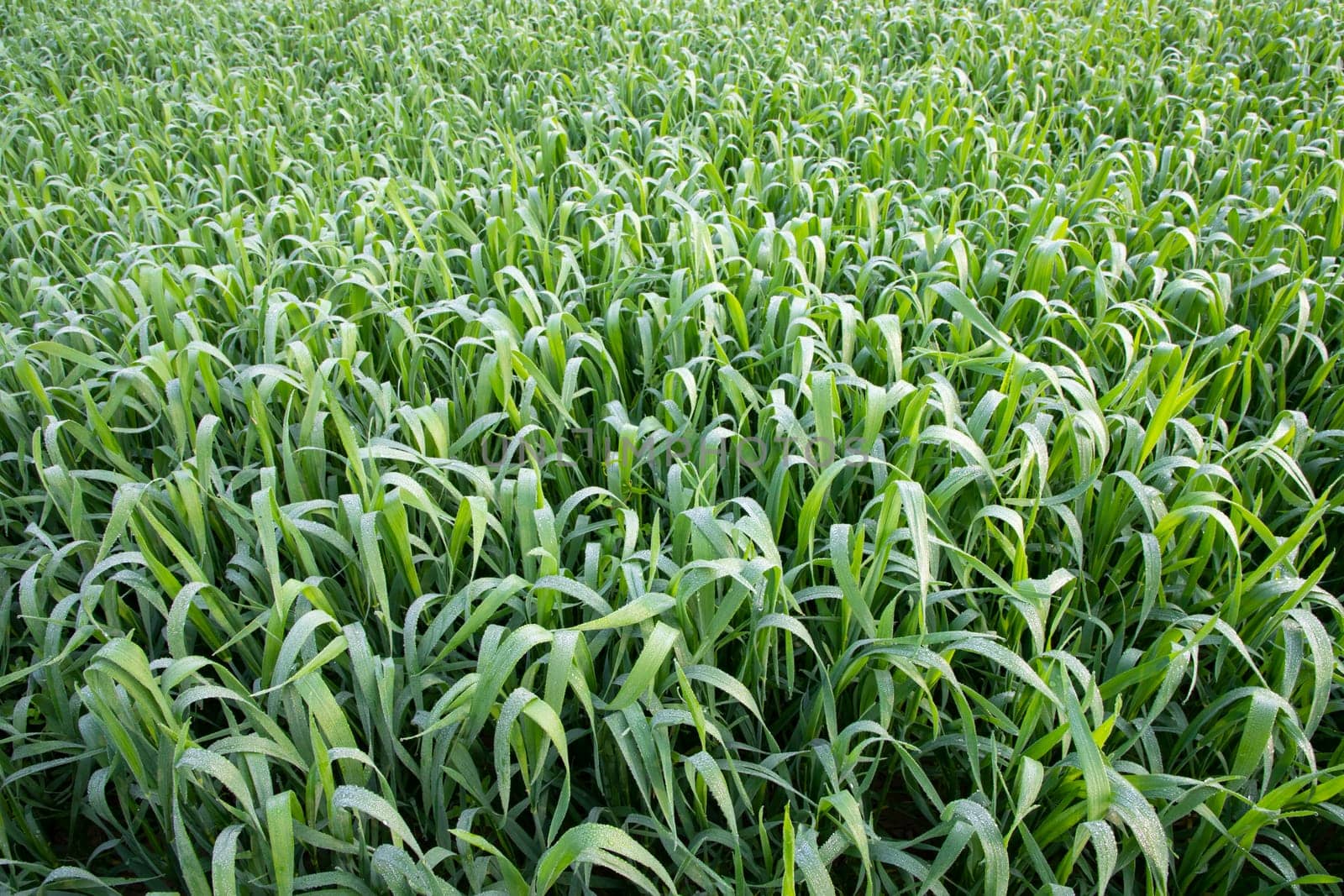 Green grass with dew drops winter morning .  Natural wheat plant background
