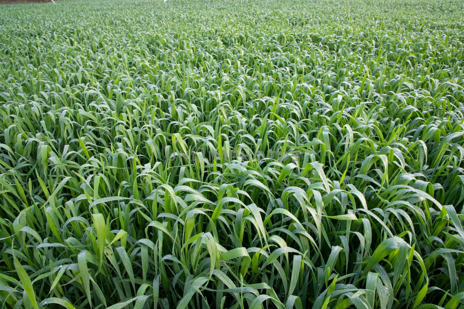 Green grass with dew drops winter morning .  Natural wheat plant background