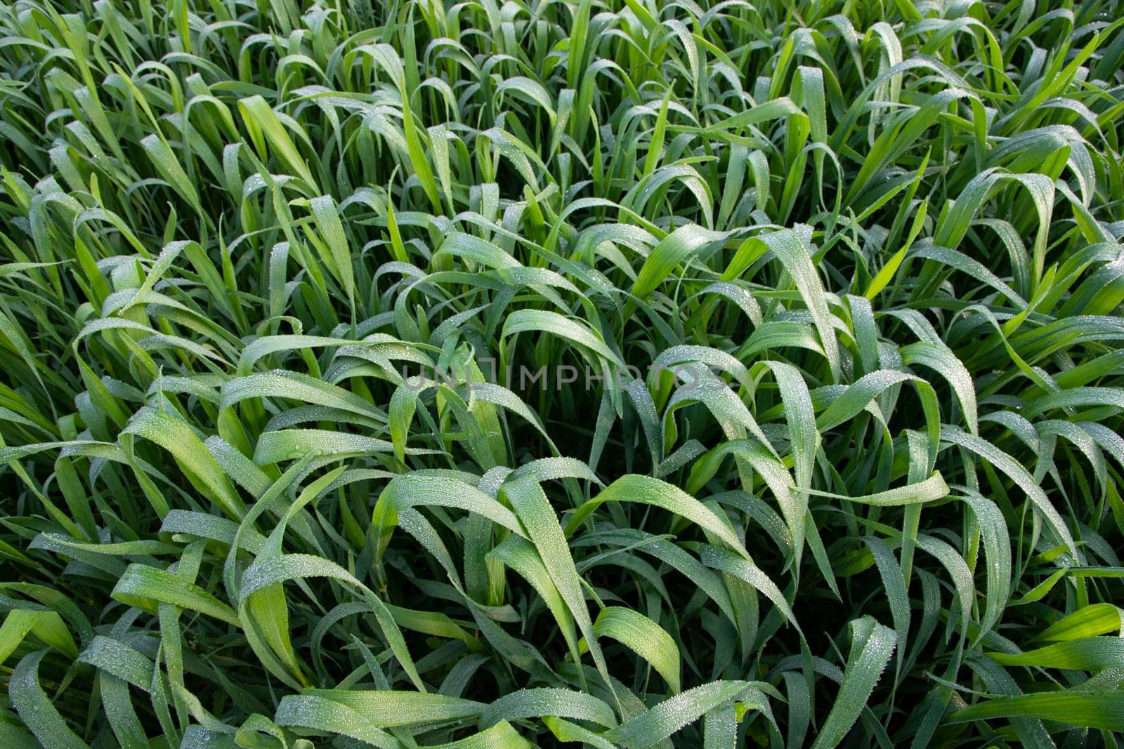 Green grass background with dew drops winter morning . Top view of Natural   green  wheat plant