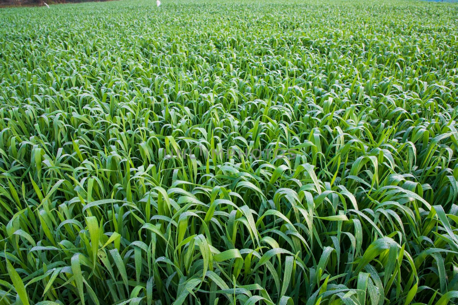 Green grass with dew drops winter morning .  Natural wheat plant background