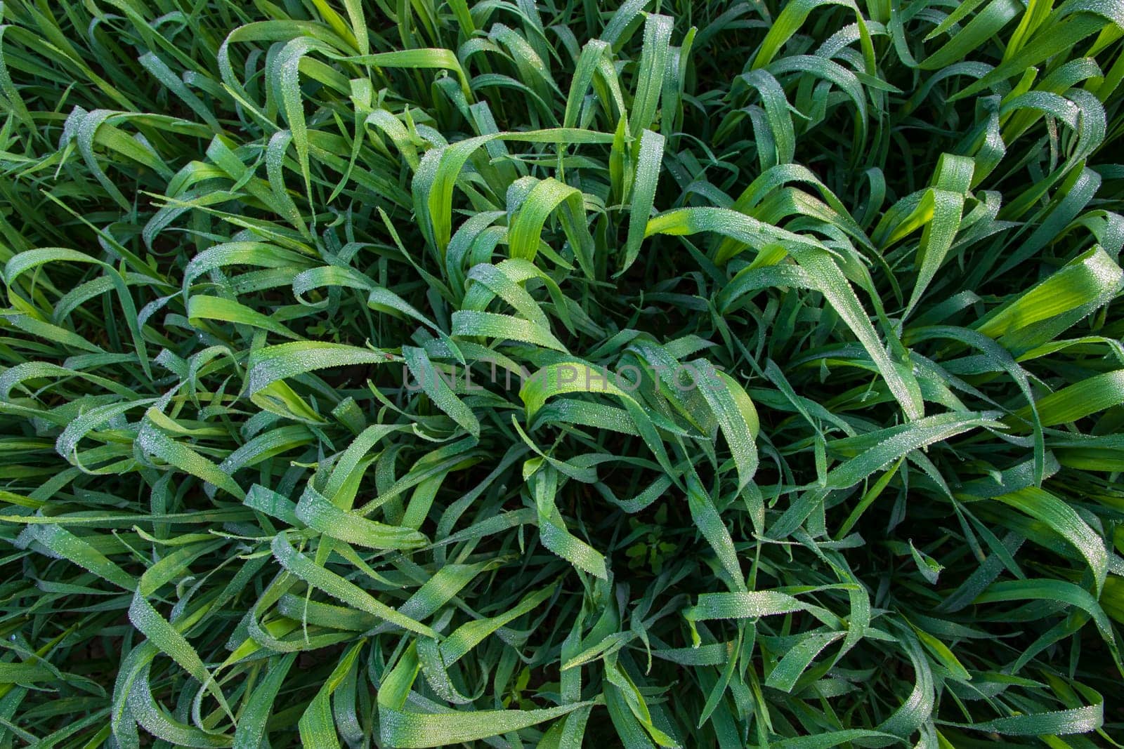 Green grass with dew drops winter morning close-up.  Natural wheat plant background