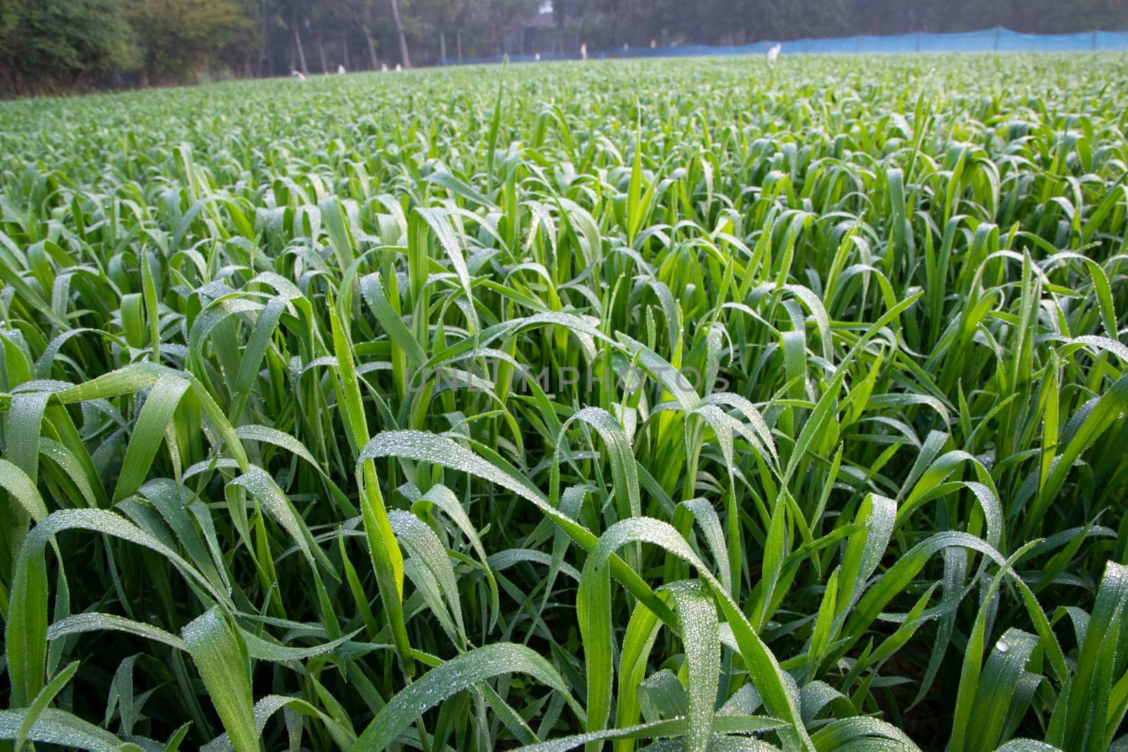 Green grass with dew drops winter morning close-up.  Natural wheat plant background