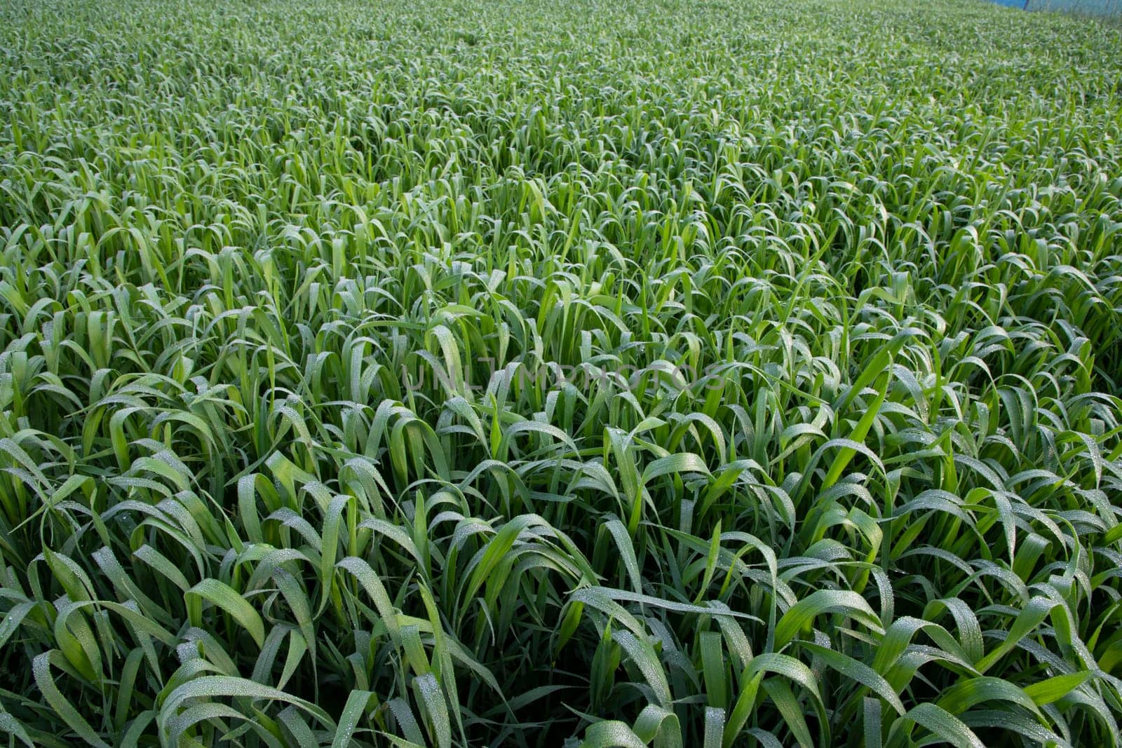 Green grass with dew drops winter morning .  Natural wheat plant background