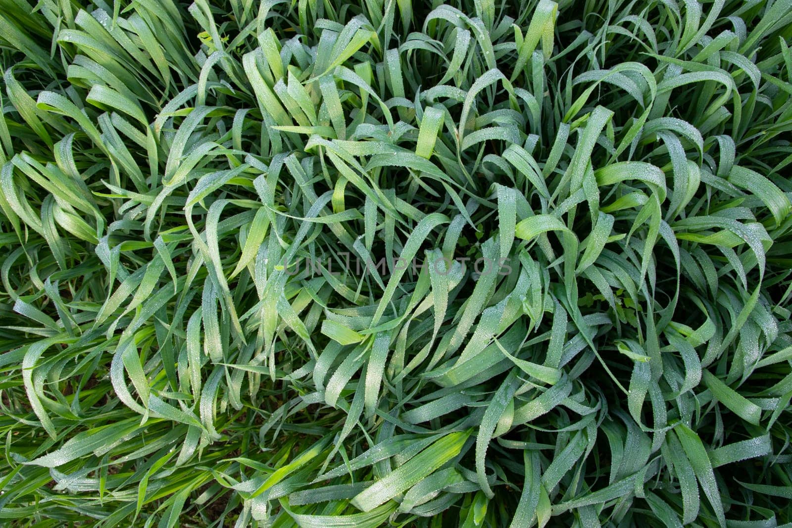 Green grass background with dew drops winter morning . Top view of Natural   green  wheat plant