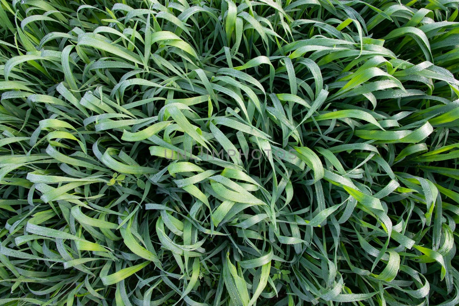 Green grass background with dew drops winter morning . Top view of Natural   green  wheat plant