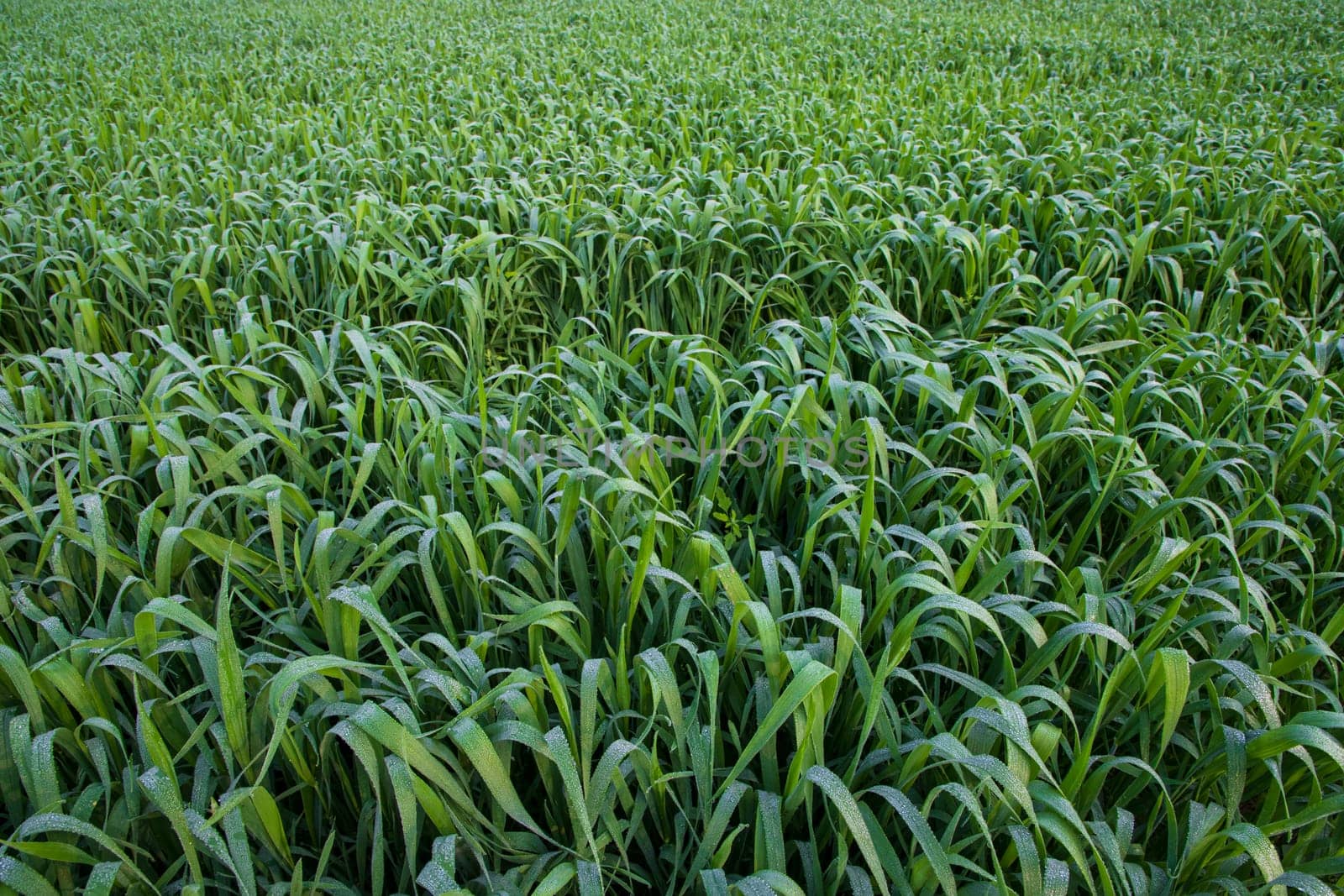Green grass with dew drops winter morning .  Natural wheat plant background