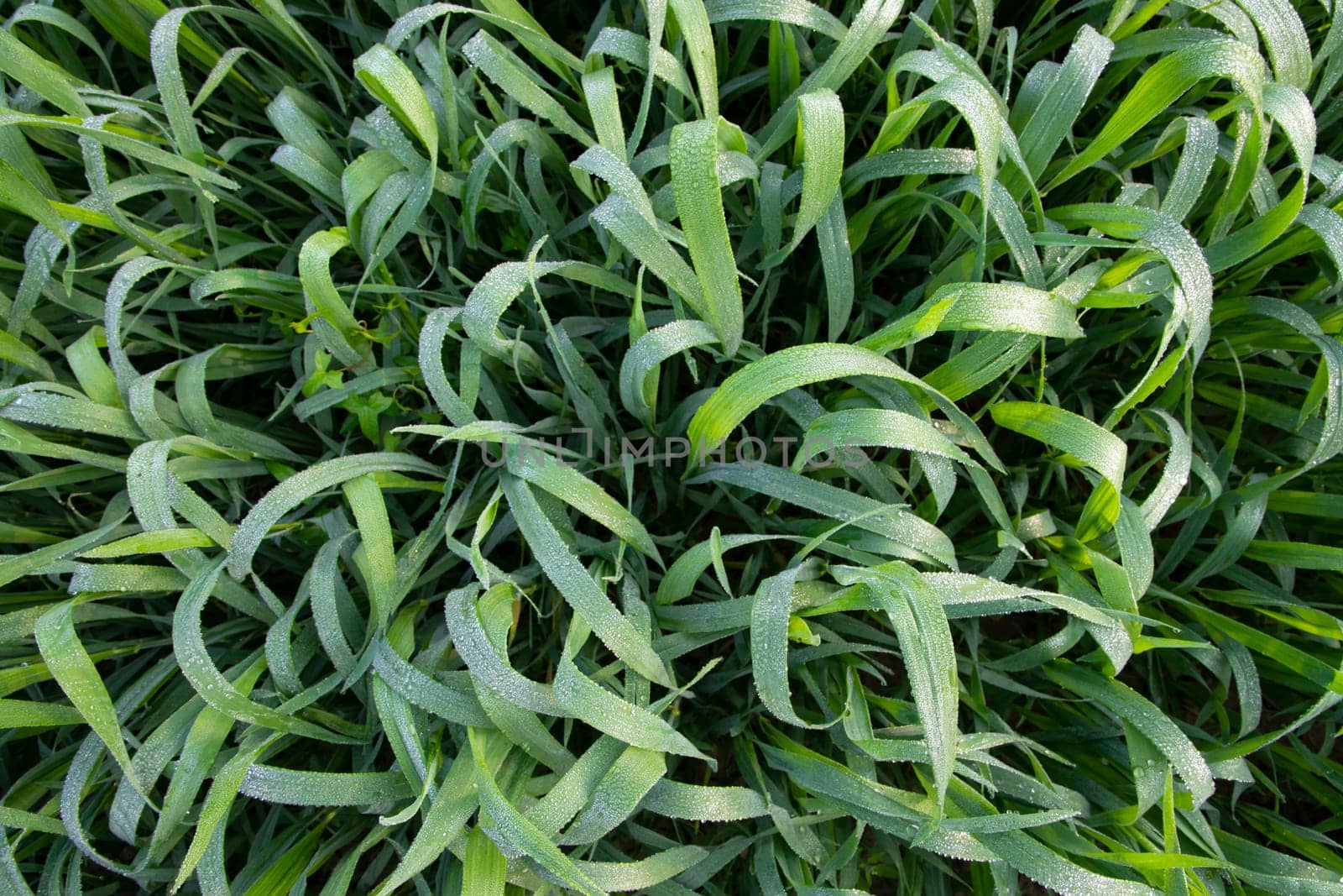 Green grass with dew drops winter morning close-up.  Natural wheat plant background
