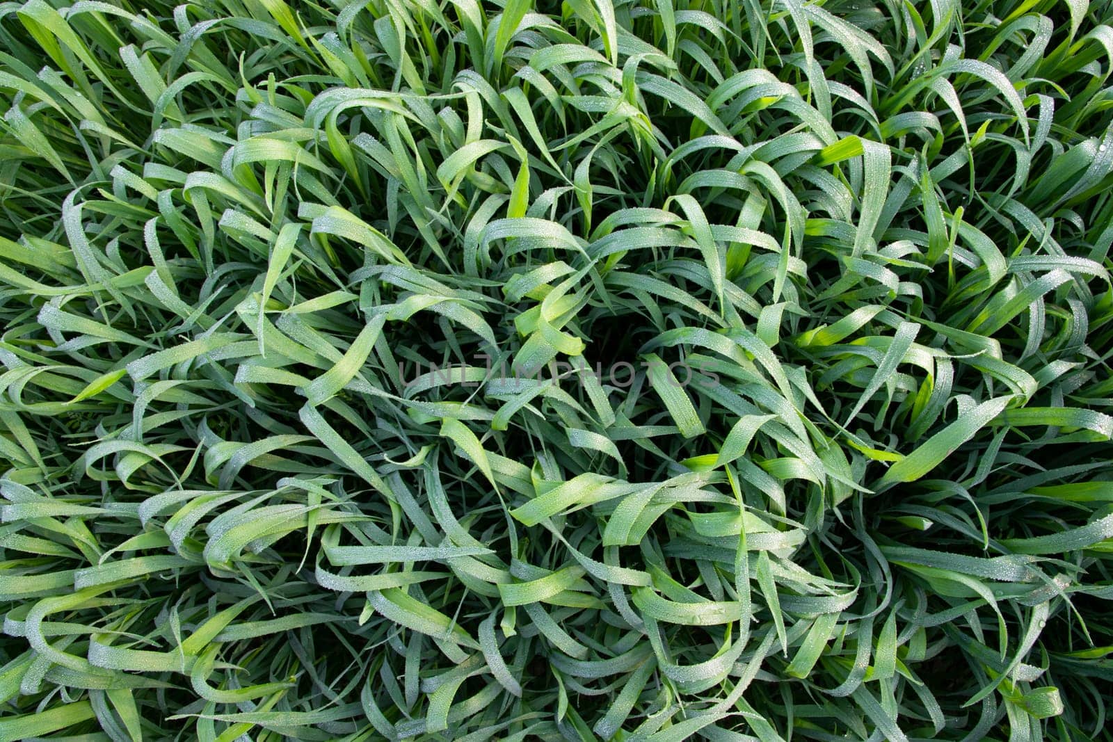 Green grass background with dew drops winter morning . Top view of Natural   green  wheat plant