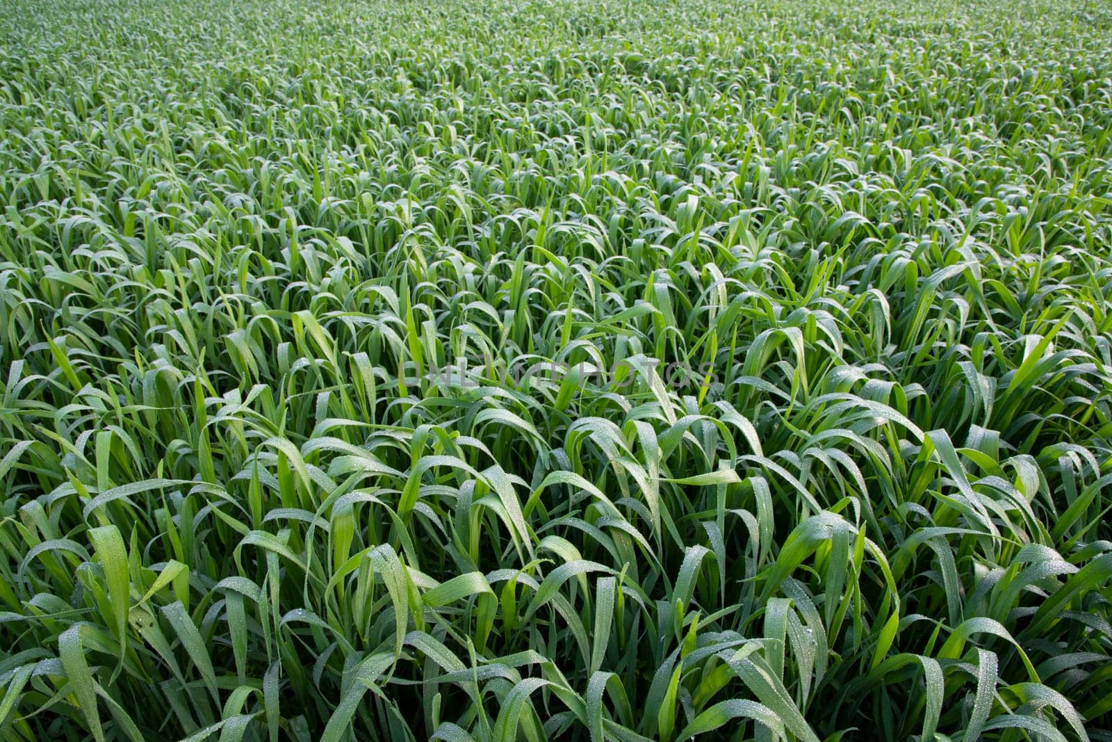 Green grass with dew drops winter morning .  Natural wheat plant background
