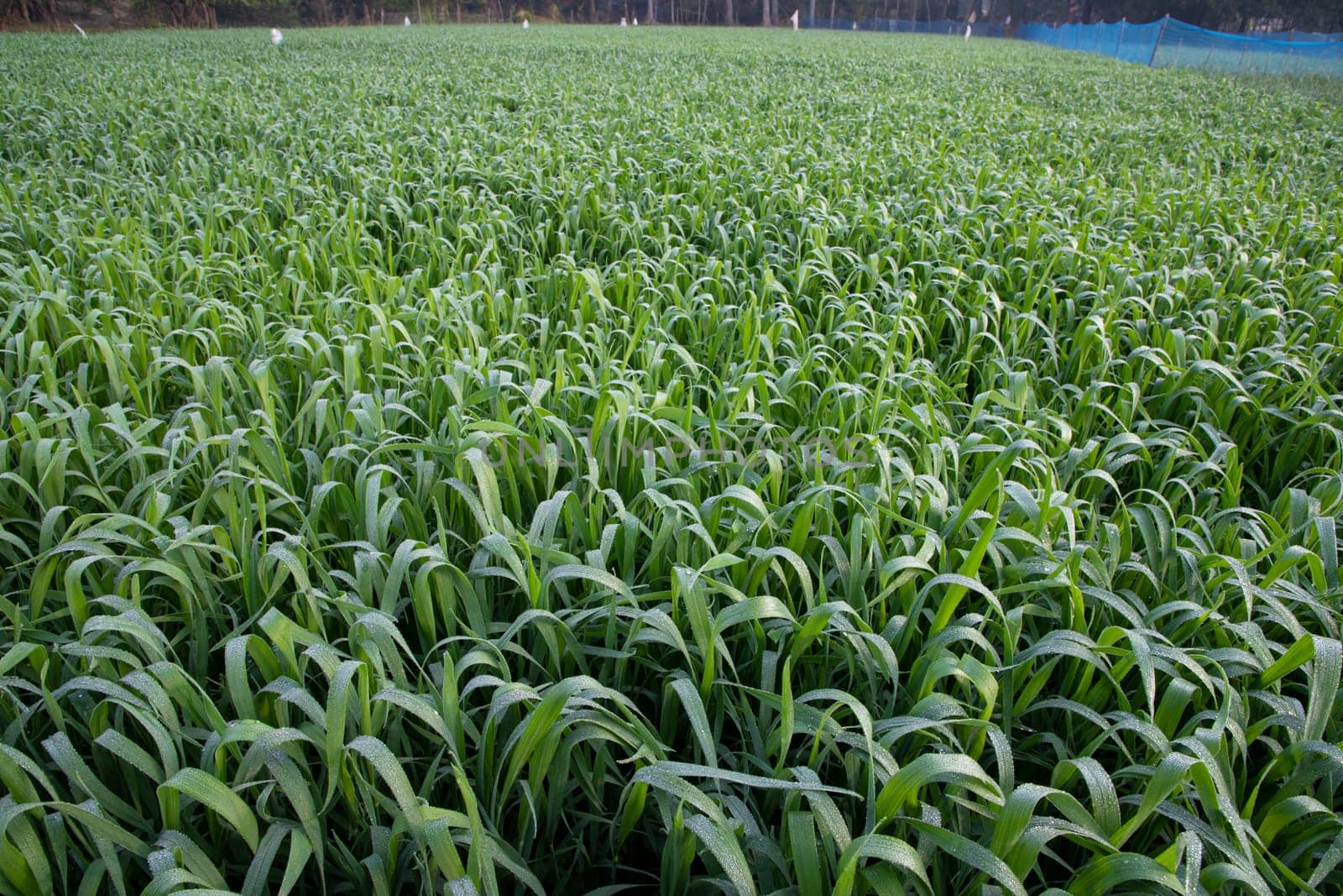 Green grass with dew drops winter morning .  Natural wheat plant background