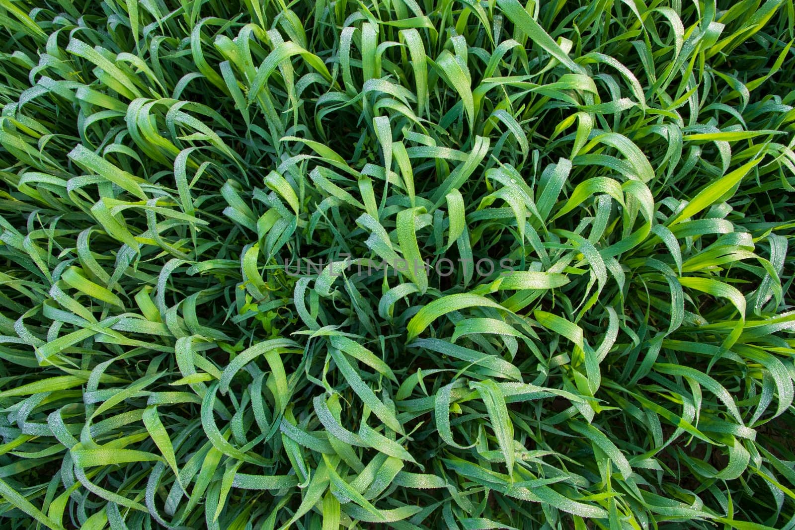 Green grass background with dew drops winter morning . Top view of Natural   green  wheat plant