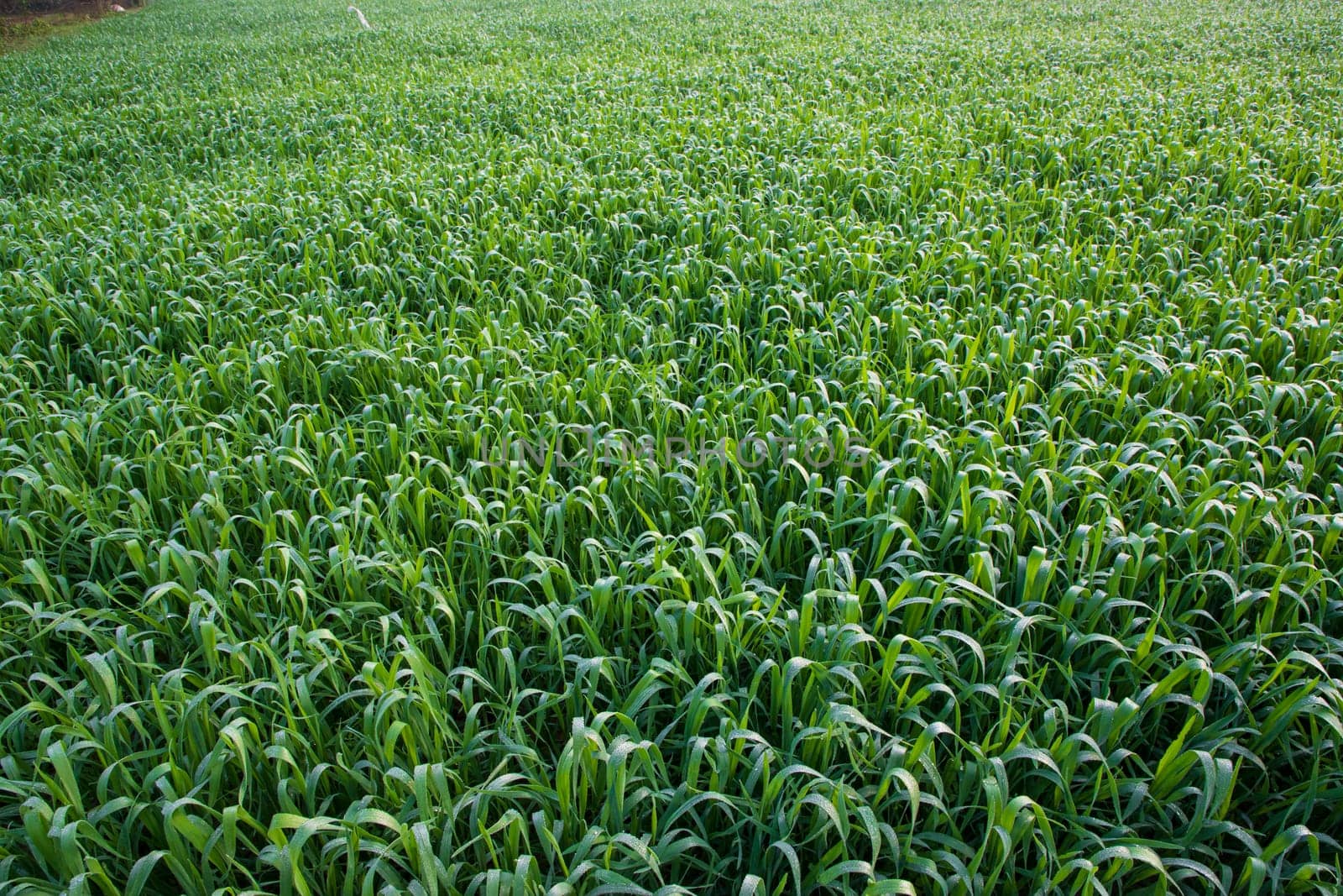 Green grass with dew drops winter morning .  Natural wheat plant background