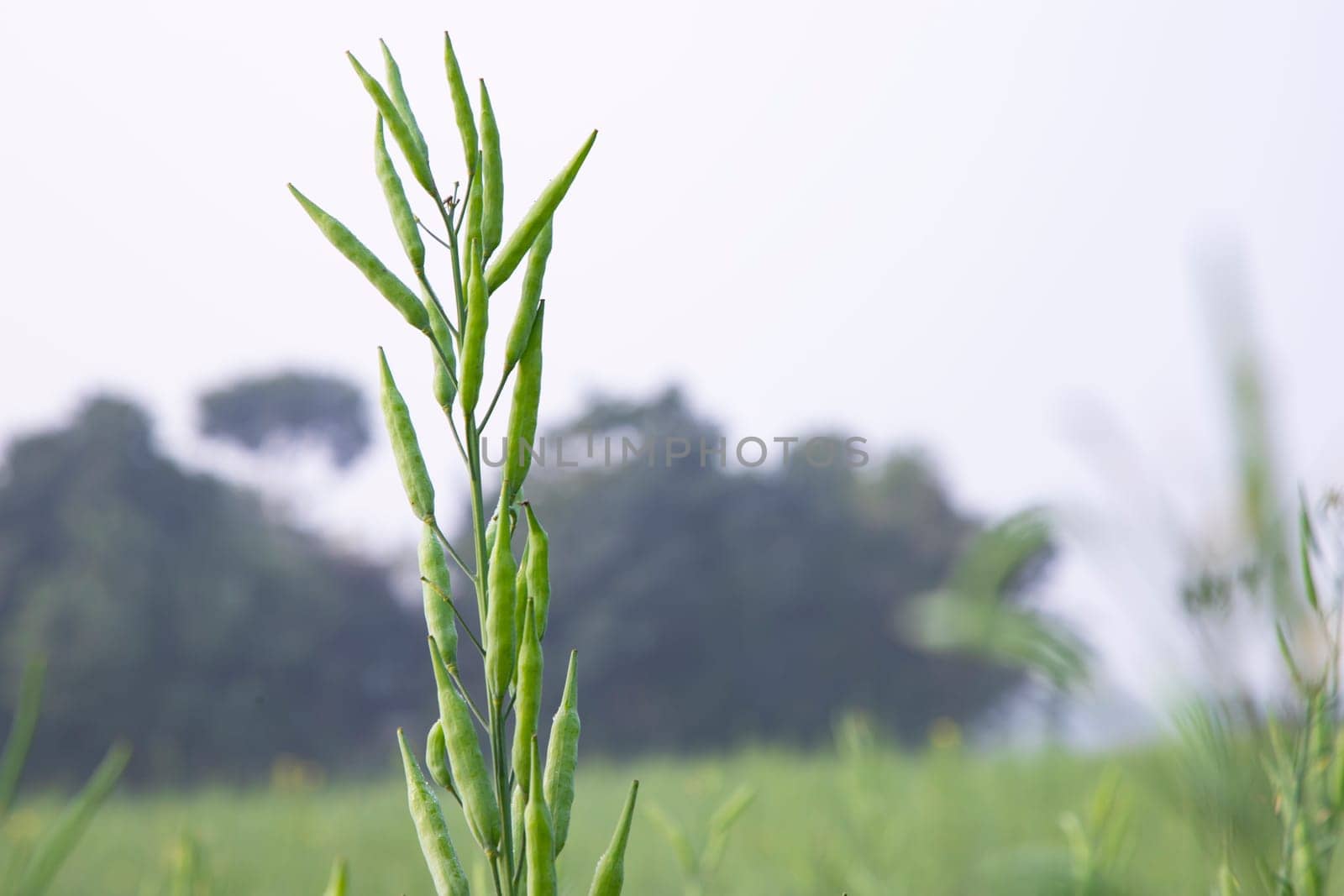 green raw rapeseed spike in the field with blurred background and copy space